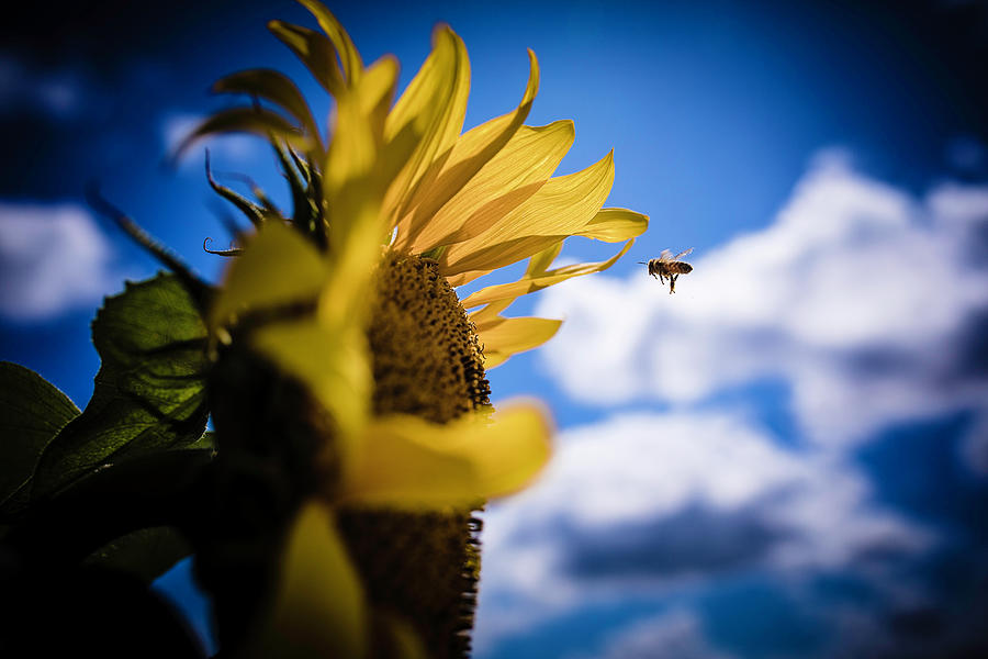 Zooming Bee Photograph by Nicole Engstrom