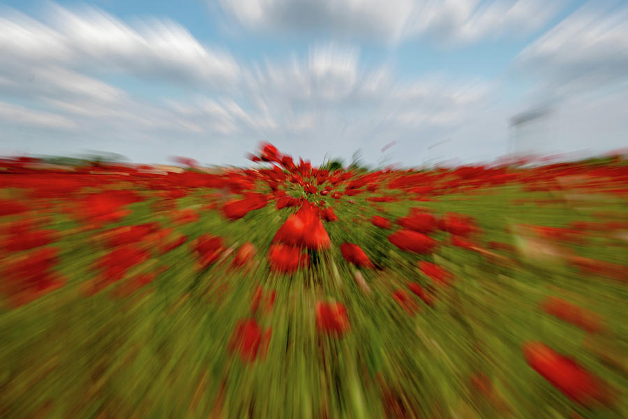 Zooming in a poppy field Photograph by Avenue Des Images - Pixels