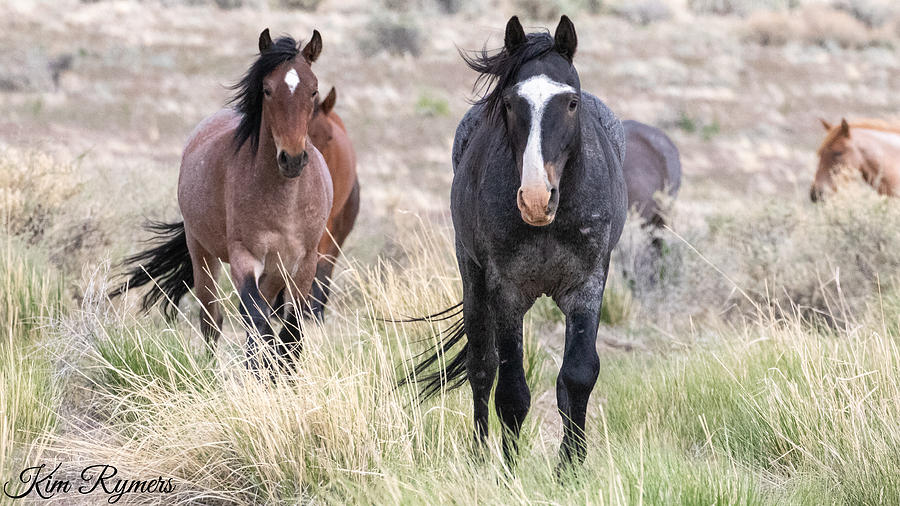 Zorro and Rocket Photograph by Kim Rymers | Pixels