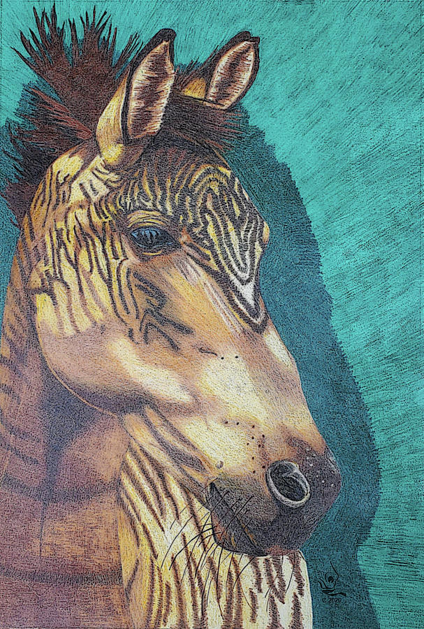 Zorse Horse Drawing by Equus Artisan