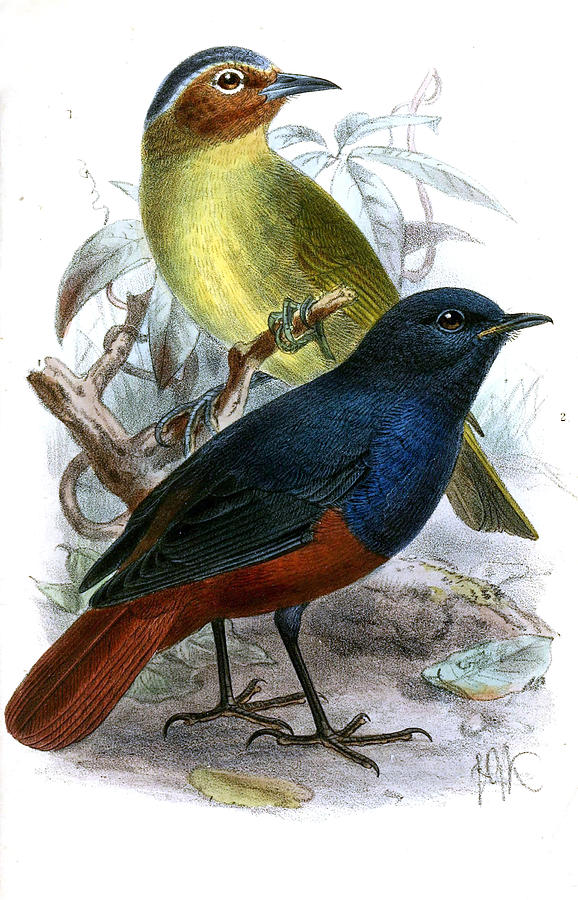 Zosterornis whiteheadi and Phoenicurus bicolor Drawing by John Gerrard Keulemans