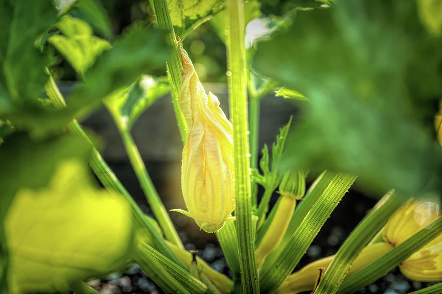 Zucchini Flower Before Opening Photograph by Sharon Popek