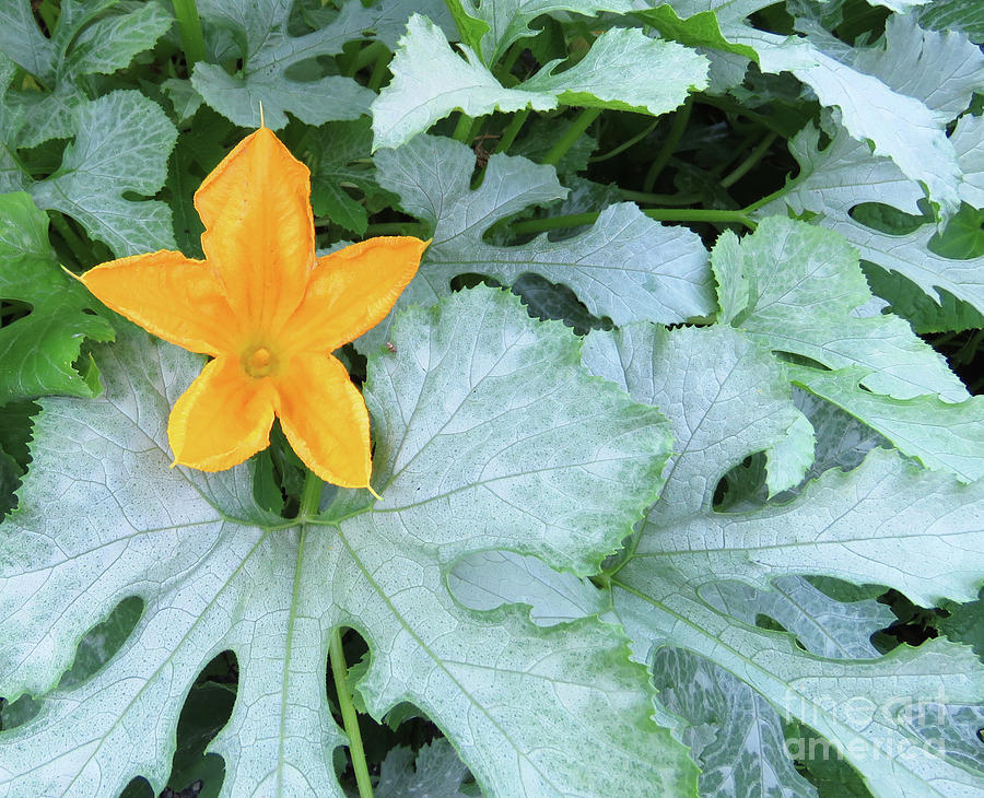 Zucchini Flower. The Victory Garden Collection. Photograph by Amy E Fraser