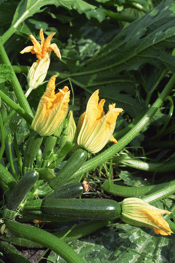 Zucchini plant Photograph by Comstock Images