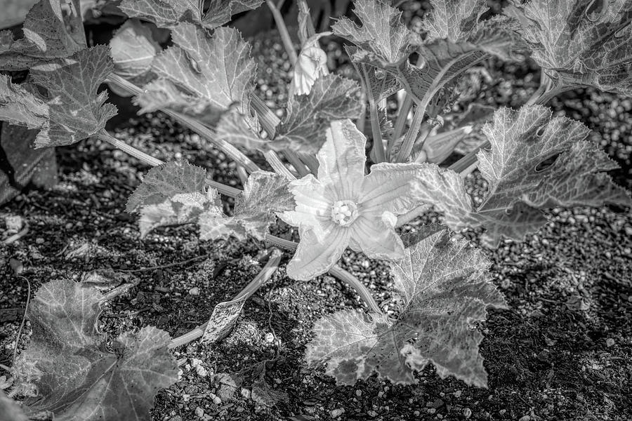 Zucchini Squash Flower in Black and White Photograph by Sharon Popek