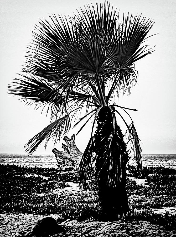 Zuma Beach Palm Mixed Media by Joseph Hollingsworth