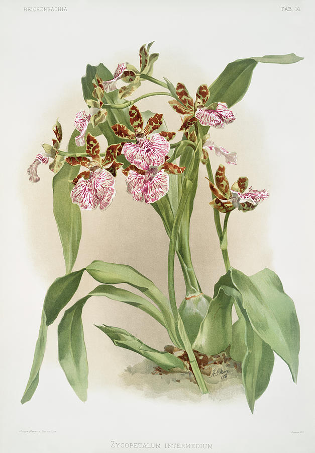 Zycopetalum intermedium Orchid Painting by World Art Collective