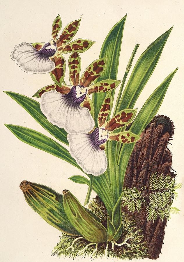 Zygopetalum Gautieri Painting by Charles Antoine Lemaire French - Fine ...