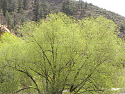 Tree Ute Pass Hwy 24 COS CO Photograph by Margarethe Binkley