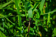 Widow Skimmer #1 Photograph by Jeff Phillippi Widow Skimmer #1 Photograph by Jeff Phillippi