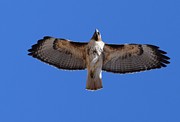 Hawk Male Tower Rd Denver Photograph by Margarethe Binkley Hawk Male Tower Rd Denver Photograph by Margarethe Binkley