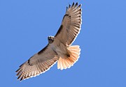 Red Tail Hawk Female Tower Rd Denver Photograph by Margarethe Binkley Red Tail Hawk Female Tower Rd Denver Photograph by Margarethe Binkley