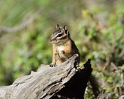 Chipmunk Home Divide CO Photograph by Margarethe Binkley Chipmunk Home Divide CO Photograph by Margarethe Binkley