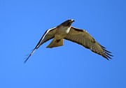 Red Tail Hawk Burgess Res CO Photograph by Margarethe Binkley Red Tail Hawk Burgess Res CO Photograph by Margarethe Binkley