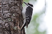 Downy Woodpecker Divide CO Photograph by Margarethe Binkley Downy Woodpecker Divide CO Photograph by Margarethe Binkley
