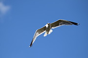 Seagull Burgess Res Photograph by Margarethe Binkley