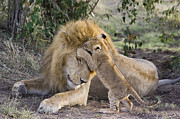 African Lion Cub Playing With Adult #1 Photograph by Suzi Eszterhas African Lion Cub Playing With Adult #1 Photograph by Suzi Eszterhas