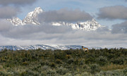 After the Snow #1 Photograph by Ronnie And Frances Howard