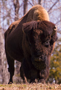 American Bison #1 Digital Art by Flees Photos American Bison #1 Digital Art by Flees Photos