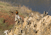 American Robin #1 Photograph by Holden The Moment