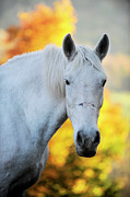 Annie #2 Photograph by Carien Schippers