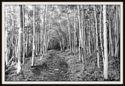 Aspen Forest #1 Photograph by Farol Tomson
