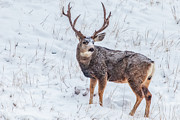 Atypical Buck #1 Photograph by Darren White