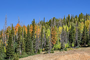 Autumn on Cedar Mountain #1 Photograph by K Bradley Washburn Autumn on Cedar Mountain #1 Photograph by K Bradley Washburn