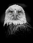 Bald Eagle #1 Photograph by Rudy Viereckl