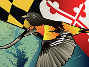 Baltimore Oriole #1 Digital Art by Joe Barsin