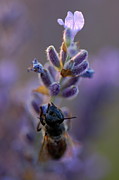 Bee gathering nectar from lavender flower at sunset #1 Photograph by Sami Sarkis Photography