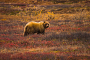 Big hungry grizzly #3 Photograph by Jeff Folger