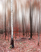 Birchforest In Fall #2 Photograph by Hannes Cmarits