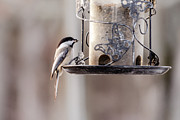 Black-capped chickadee #1 Photograph by SAURAVphoto Online Store