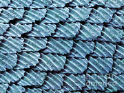 Blacktip Reef Shark Skin, Sem #1 Photograph by Ted Kinsman