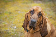 Blood Hound #1 Photograph by Joye Ardyn Durham