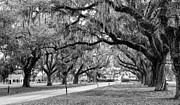 Boone Hall Plantation Avenue of Oaks Mount Pleasant South Carolina #1 Photograph by Dawna Moore Photography
