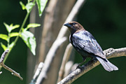 Brown-headed Cowbird #2 Photograph by John Benedict