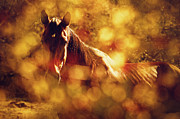 Beautiful Brown Horse Portrait In Summer Day Photograph by Dimitar Hristov