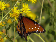 Butterfly 3 Photograph by Christy Garavetto