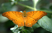 Butterfly #1 Photograph by Jerry Cahill