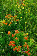Butterfly Weed #1 Photograph by Ray Mathis