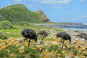 Cape of Good Hope South Africa #1 Photograph by Benny Marty Cape of Good Hope South Africa #1 Photograph by Benny Marty