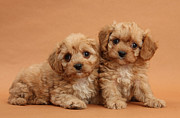 Cavapoo Pups #1 Photograph by Mark Taylor