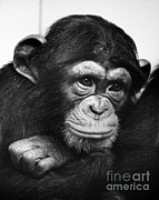 Chimpanzee #1 Photograph by Ylla Chimpanzee #1 Photograph by Ylla