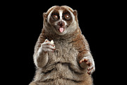 Lemur Slow Loris #1 Photograph by Sergei Taran