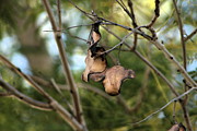 Coffee Brown Pods #1 Photograph by Colleen Cornelius