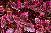 Coleus #1 Photograph by Allen Nice-Webb Coleus #1 Photograph by Allen Nice-Webb
