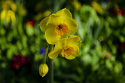 Daffodils #1 Photograph by Dan Hefle