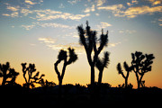 Day Break #1 Photograph by Nicki Frates